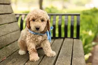 Paddington, a male Miniature Goldendoodle for sale in Geneva, IN – 2 of 4