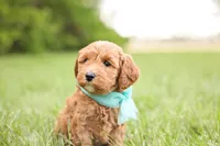 Button, a female Goldendoodle for sale in Geneva, IN – 3 of 4