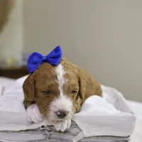 Yeti, a male Goldendoodle for sale in Geneva, IN – Photo 1 of 5