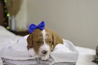 Yeti, a male Goldendoodle for sale in Geneva, IN – Photo 1 of 5