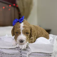 Yeti, a male Goldendoodle for sale in Geneva, IN – Photo 4 of 5