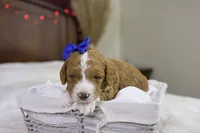 Yeti, a male Goldendoodle for sale in Geneva, IN – Photo 4 of 5