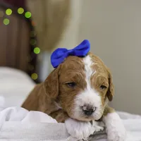 Yeti, a male Goldendoodle for sale in Geneva, IN – Photo 2 of 5