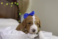 Yeti, a male Goldendoodle for sale in Geneva, IN – Photo 2 of 5