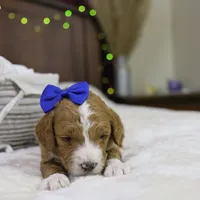 Yeti, a male Goldendoodle for sale in Geneva, IN – Photo 3 of 5