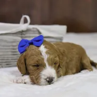 Yeti, a male Goldendoodle for sale in Geneva, IN – Photo 5 of 5