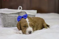 Yeti, a male Goldendoodle for sale in Geneva, IN – Photo 5 of 5