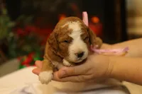 Holly, a female Goldendoodle for sale in Geneva, IN – Photo 4 of 8