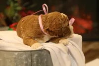 Holly, a female Goldendoodle for sale in Geneva, IN – Photo 6 of 8