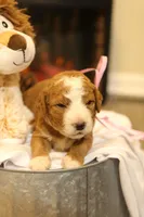 Holly, a female Goldendoodle for sale in Geneva, IN – Photo 3 of 8