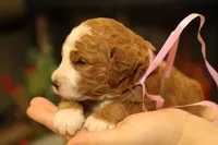 Holly, a female Goldendoodle for sale in Geneva, IN – Photo 8 of 8