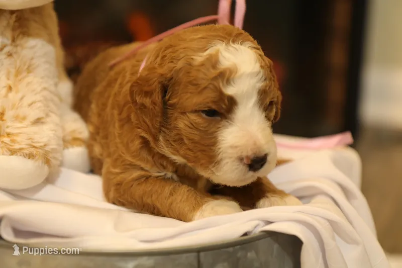 Holly, a female Goldendoodle for sale in Geneva, IN – Photo 1 of 8