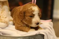 Holly, a female Goldendoodle for sale in Geneva, IN – Photo 1 of 8