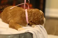 Holly, a female Goldendoodle for sale in Geneva, IN – Photo 7 of 8