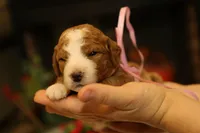 Holly, a female Goldendoodle for sale in Geneva, IN – Photo 5 of 8