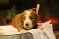 Holly, a female Goldendoodle for sale in Geneva, IN – Photo 2 of 8
