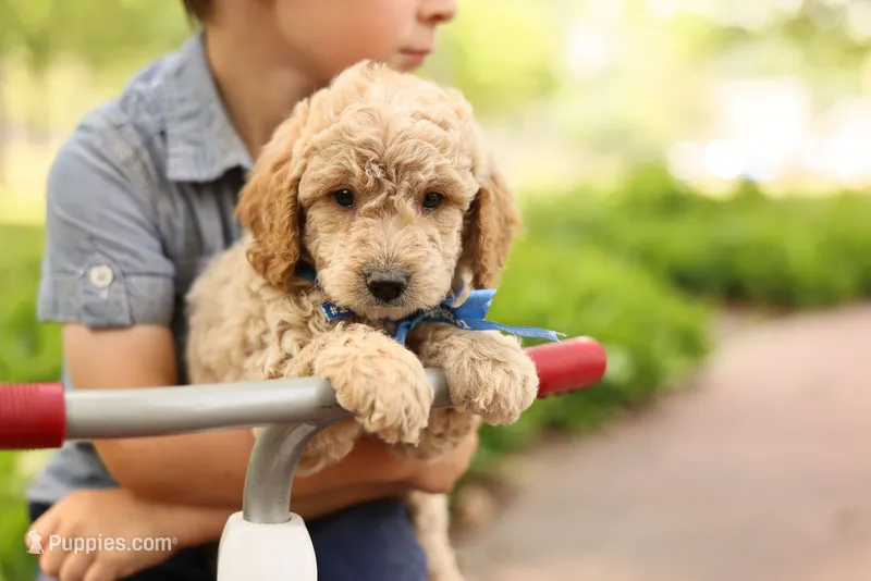 Paddington – Miniature Goldendoodle puppy for sale in Geneva, IN