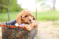 Ranger, a male Goldendoodle for sale in Geneva, IN – 2 of 4