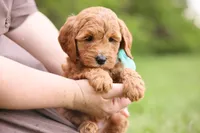 Button, a female Goldendoodle for sale in Geneva, IN – 4 of 4