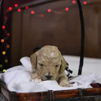 Charlie, a male Goldendoodle for sale in Geneva, IN – Photo 3 of 4