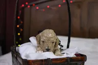 Charlie, a male Goldendoodle for sale in Geneva, IN – Photo 3 of 4