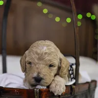 Charlie, a male Goldendoodle for sale in Geneva, IN – Photo 2 of 4