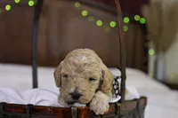 Charlie, a male Goldendoodle for sale in Geneva, IN – Photo 2 of 4