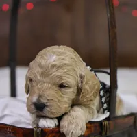 Charlie, a male Goldendoodle for sale in Geneva, IN – Photo 1 of 4