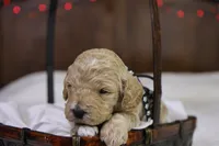 Charlie, a male Goldendoodle for sale in Geneva, IN – Photo 1 of 4