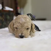 Charlie, a male Goldendoodle for sale in Geneva, IN – Photo 4 of 4