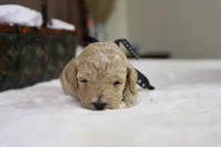 Charlie, a male Goldendoodle for sale in Geneva, IN – Photo 4 of 4