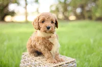Ladybug, a female Goldendoodle for sale in Geneva, IN – 2 of 4