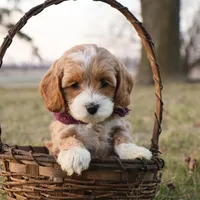 Maybelle, a female Goldendoodle for sale in Geneva, IN – Photo 1 of 8