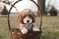 processed/69958333-4168-45df-bf92-ddd3f1e7fa1f/listing/cf03a524-d356-415b-9b37-fe12b52b2f2f/274b9498-5b52-487d-be40-a4a0cacc2df1