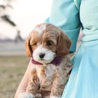 Maybelle, a female Goldendoodle for sale in Geneva, IN – Photo 3 of 8
