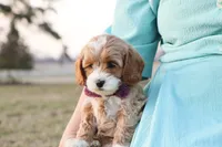 processed/69958333-4168-45df-bf92-ddd3f1e7fa1f/listing/cf03a524-d356-415b-9b37-fe12b52b2f2f/2e1ee1ad-1767-4821-b7b8-c844221b187f