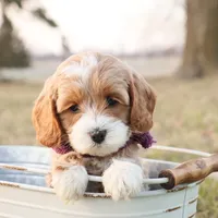 Maybelle, a female Goldendoodle for sale in Geneva, IN – Photo 2 of 8