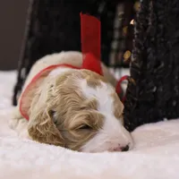 Maybelle, a female Goldendoodle for sale in Geneva, IN – Photo 5 of 8