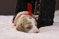 processed/69958333-4168-45df-bf92-ddd3f1e7fa1f/listing/cf03a524-d356-415b-9b37-fe12b52b2f2f/4f8b0c5f-30a8-4eb3-8e76-bf0a76e00636