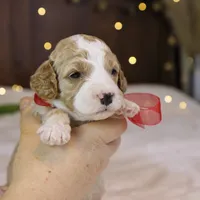 Maybelle, a female Goldendoodle for sale in Geneva, IN – Photo 8 of 8