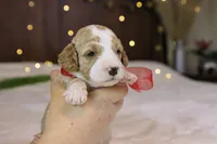 processed/69958333-4168-45df-bf92-ddd3f1e7fa1f/listing/cf03a524-d356-415b-9b37-fe12b52b2f2f/d567bf7c-c4ed-4149-9e51-abe1d44c10e9