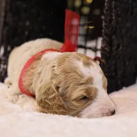 Maybelle, a female Goldendoodle for sale in Geneva, IN – Photo 6 of 8