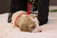 processed/69958333-4168-45df-bf92-ddd3f1e7fa1f/listing/cf03a524-d356-415b-9b37-fe12b52b2f2f/e5917cb1-d802-44ed-b577-b85cfee30ec5