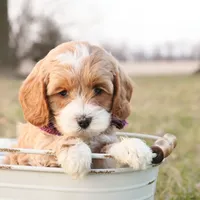 Maybelle, a female Goldendoodle for sale in Geneva, IN – Photo 4 of 8