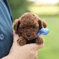 Louie, a male Poodle - Toy  for sale in Geneva, IN – Photo 6 of 6