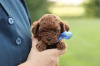Louie, a male Poodle - Toy  for sale in Geneva, IN – Photo 6 of 6