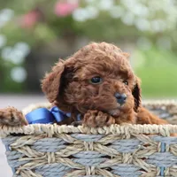 Louie, a male Poodle - Toy  for sale in Geneva, IN – Photo 4 of 6