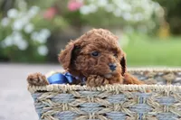 Louie, a male Poodle - Toy  for sale in Geneva, IN – Photo 4 of 6