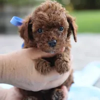Louie, a male Poodle - Toy  for sale in Geneva, IN – Photo 3 of 6