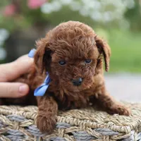 Louie, a male Poodle - Toy  for sale in Geneva, IN – Photo 5 of 6